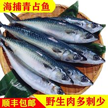 净重青占鱼新鲜冷冻马鲛青花鱼海鲜水产烧烤食材日料大鲐鲅鱼