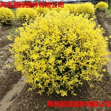 ���Ůؑ�� �е�С�^�G�� ���~�S�� ��ͩ �t���^ľ С�~Ůؑ