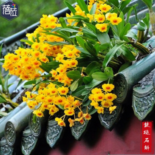 ��鳅�����ʯ��С�ĳ�ˮ���Oʯ����ɽ�FƤʯ�����m���Gֲ���Ծ�