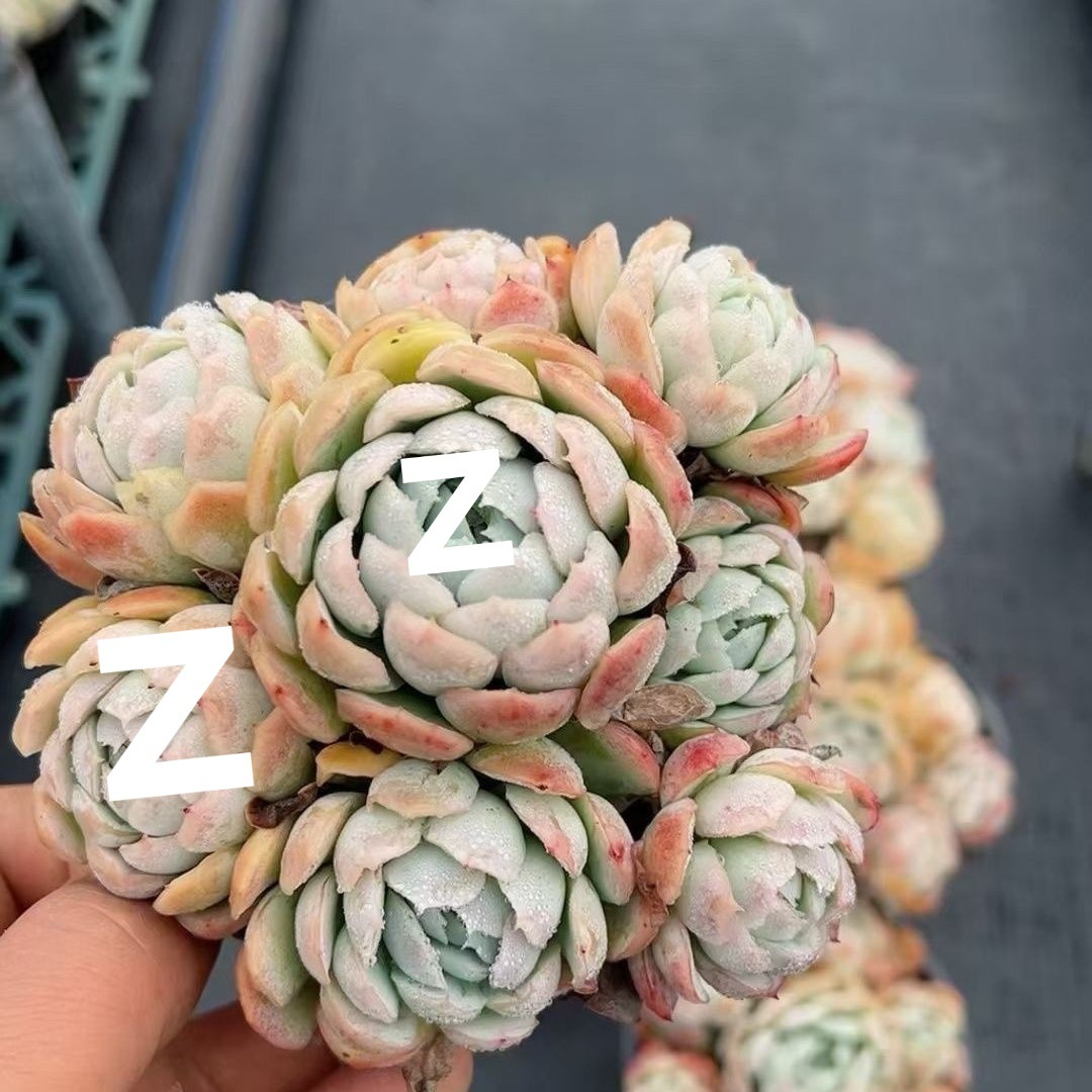 인기베리는 5마리부터 시작됩니다. (화분이 있는 플라스틱 화분이 좋습니다)