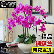 蝴蝶兰盆栽带花剑兰花大苗客厅室内植物花卉带花苞四季好养活花苗