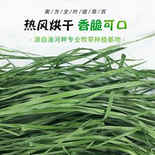 新烘干小麦草干草兔子龙猫牧草荷兰猪饲料兔子草料1斤