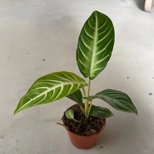 ������ֱ����90ǧ���� �Ϲ����^�~С�Gֲ�҃�����С���Ի���