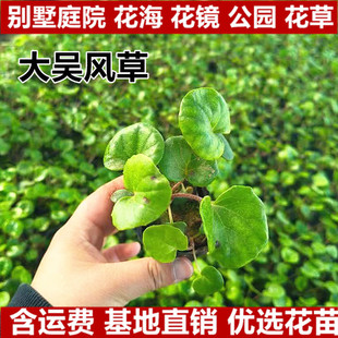����L�������Ի��طNֲ�ļ��_��ͥԺ�Nֲ�Gֲ���̾G����ľ���Bֳ
