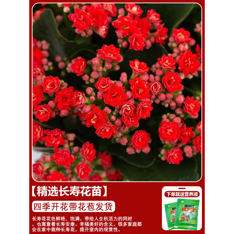 Flores de larga vida en maceta de doble pétalo, zorro dorado, gran flor con brotes de flores y plántulas, flores de interior en todas las estaciones, fáciles de cultivar.