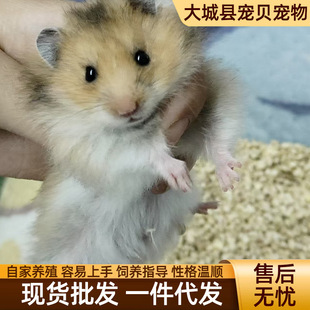 ��ë�����l�Lë����ţ���y��z���������܂}����