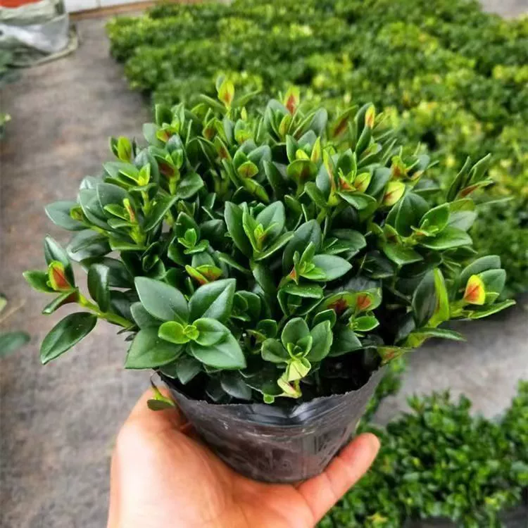 [Вечнозеленый в Четырех сезонах] Цветок золотой рыбки Хлорофиллум Горшечное растение Внутренние зеленые растения Мясистое растение Зеленая диета Дерево Fa Cai