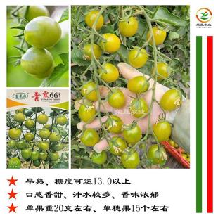 Qingxia 66 Green Small Tomato Seeds Taste Type High Sugar Early Maturing Exquisite Fruit Small Persimmon Seeds Green Mouth Honey