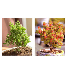 ����֦�ɷ��Ӷ���ֲ�ﻨ��С����ϡ��Ʒ�N���F�Gֲ���B��