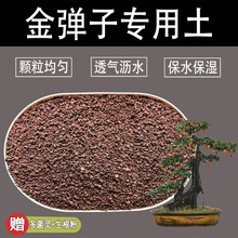 金弹子土生熟桩通用土盆景风化石土赤玉土老鸦柿肥料