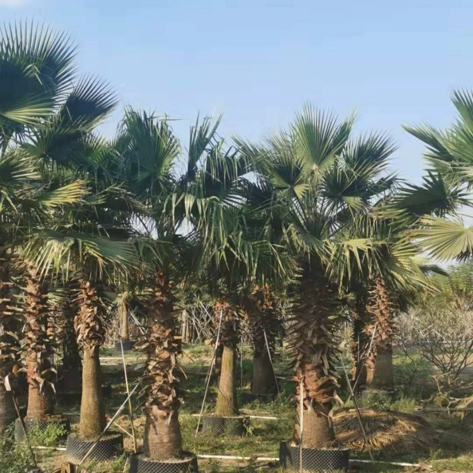 201 база оптовая поставка 3-5 м высота полюса пожилого подсолнуха вашингтонская пальма