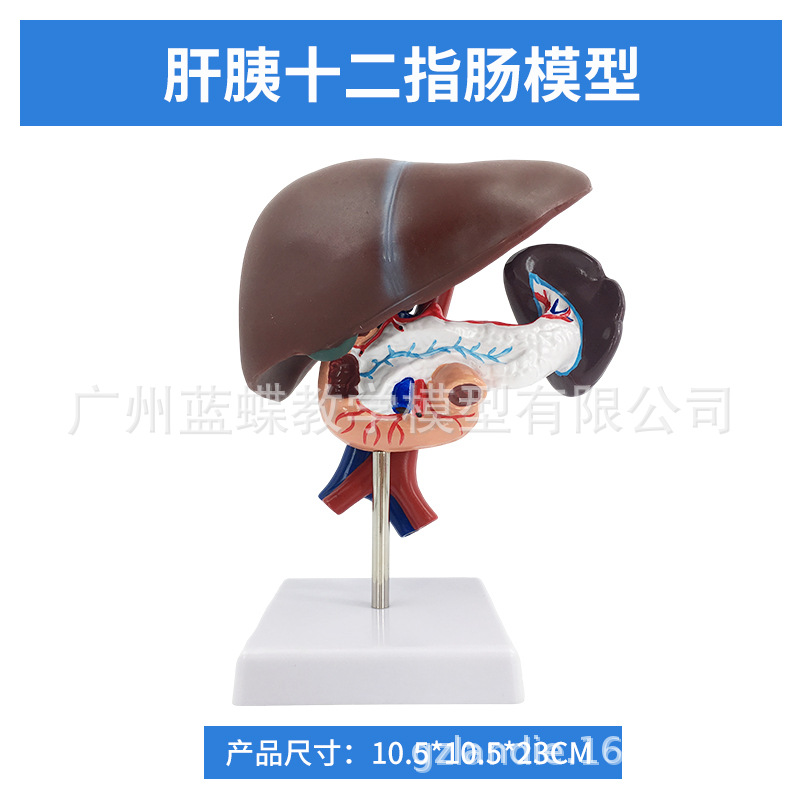 ҽѧ��������������ģ�͸��ŵ��ҵ��ܽṹ����ϵͳ������ʾ�̾�