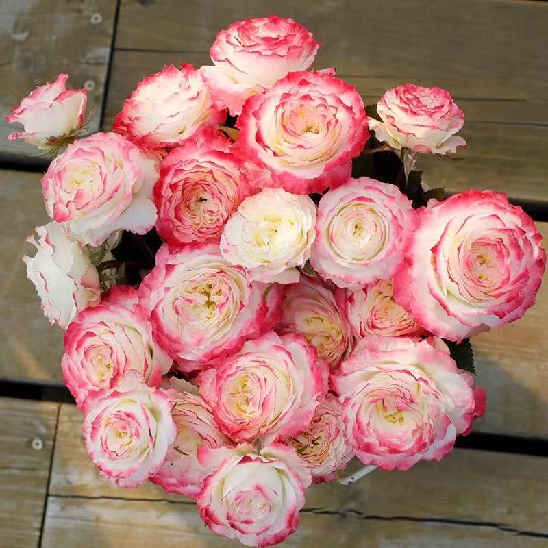 四季咲きのバラの花苗、特大の花つる苗、屋内外のバルコニー鉢植えバラ|undefined