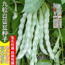 ܿNӰײ϶ǷN߮a＾ļ߲˷N