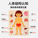 Деревянная физиологичная познавательная головоломка, раннее развитие, строение человеческого тела