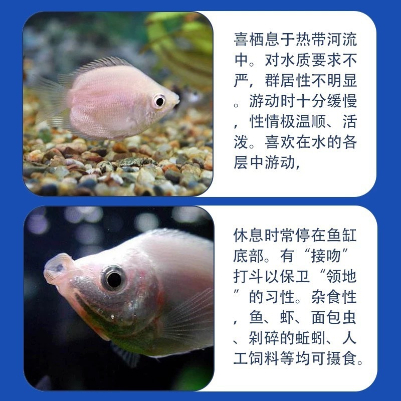 亲嘴鱼接吻鱼宠物鱼热带鱼观赏鱼萌萌哒鱼缸水族箱观赏鱼其他|undefined