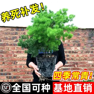 蓬莱松盆栽桌面绿植办公室内老桩盆景绣球松耐寒好养永生花卉植物