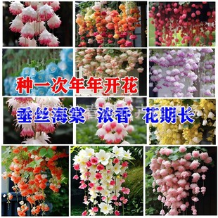 ���z���Ļ��N�����׻��ļ��N�_���N�_���҃�����ֲ�ﻨ������ֲ��