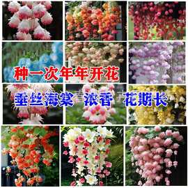 垂丝海棠花种籽子易活四季种开播种开花室内室外植物花卉爬藤植物