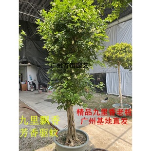 Jiulixiang Potted Old Pile Greening Project Seedlings Courtyard Bonsai with Buds Strong Fragrance Four-Season Florals Indoor Green Plants