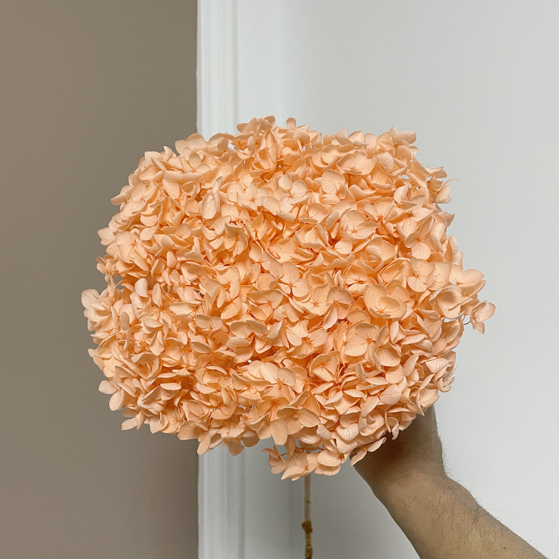 Yunnan Anna Hydrangea Flower Wholesale DIY Flower Preservation Flower Materiales de Regalo de Navidad