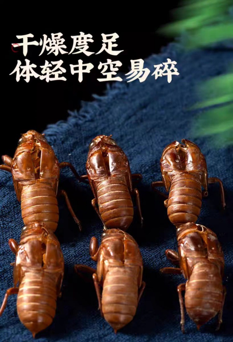 Chan Tui (Cryptotympana pustulata) — Wild-Harvested Dried Cicada Slough, 500g quality and texture