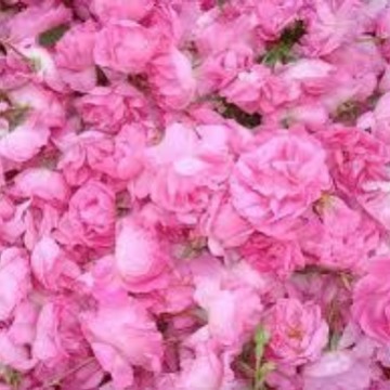 供应玫瑰精油 植物玫瑰精油 玫瑰单方精油批发 植物精油 玫瑰油