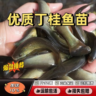 ���� ���B�ͻ���~�絭ˮ�Bֳ���q�~��һ��5���ʳ���~������]