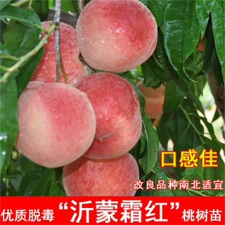 冬桃苗映霜红桃树苗嫁接果树苗脆甜桃子苗庭院南北方种植当年结果