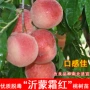 庭院种植嫁接桃子桃苗