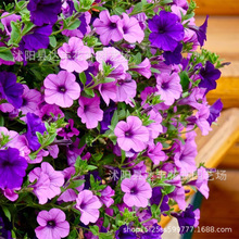 ����ţ���N�����l�����·N����ֱ�lѿ�ʸ������[�͏ă�