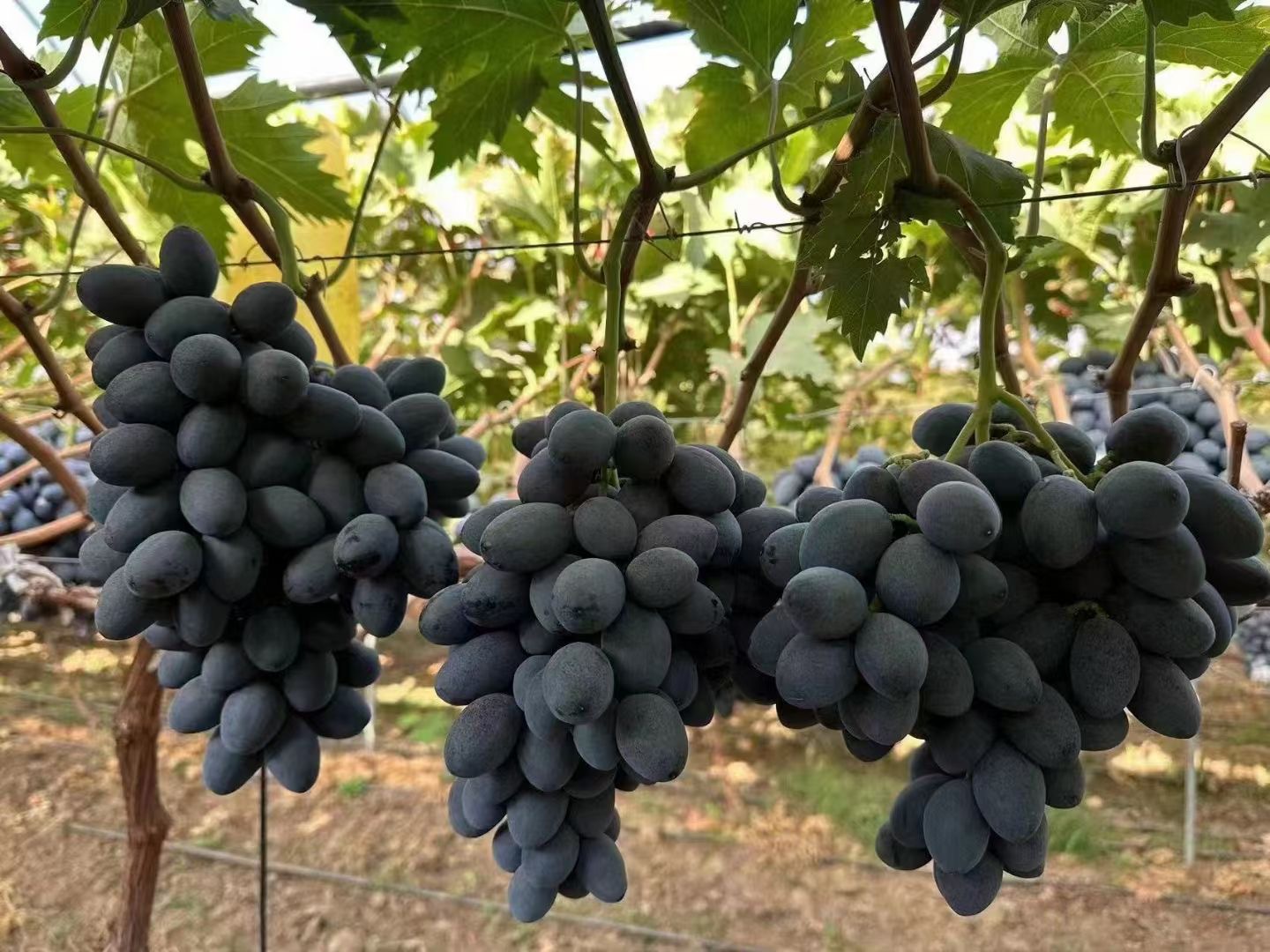 微信图片_20240804200614