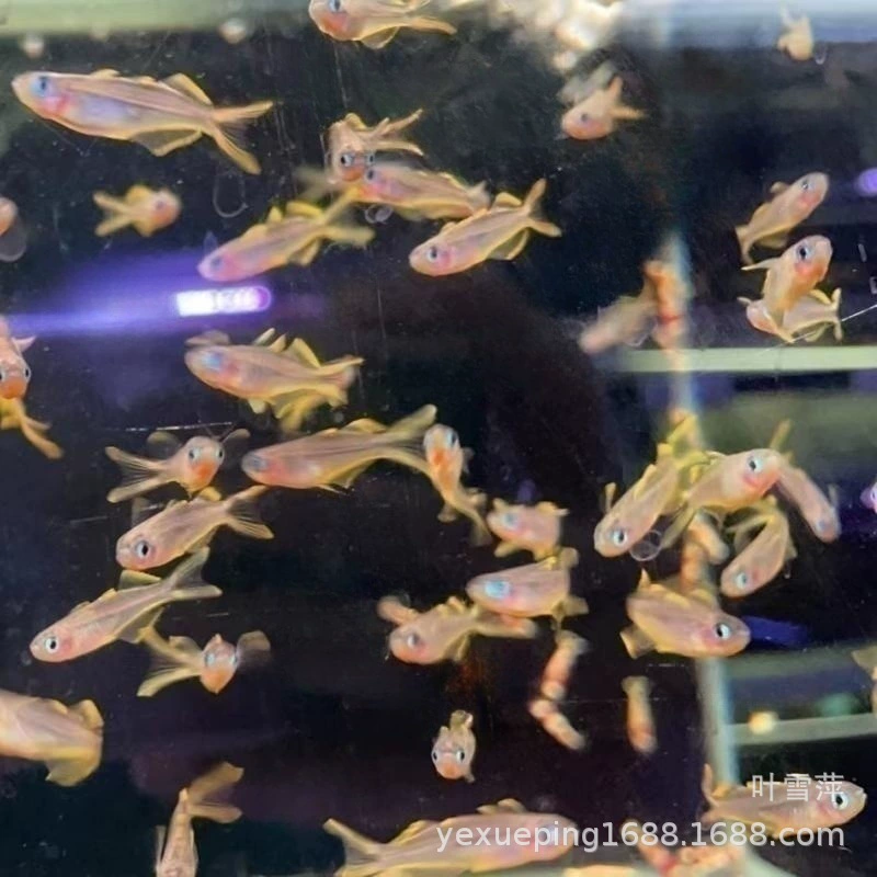 Неоновая Ласточка рыба живой Жених официальная рыба маленькая лампа группа рыб лампа для плавания рыба тропические декоративные рыбы рыболовное дно прямая партия