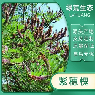 边坡绿化防护灌木矿山复绿荒坡治理紫穗槐河堤草籽批发植物护坡