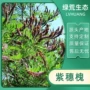 边坡河堤植物护坡灌木