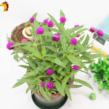 千日紅苗 千日紅苗批發 促銷價格 產地貨源 阿里巴巴