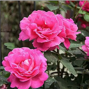 �Nޱ�ۼtɫ�¼���������l���¼��^���ٱ�ֲ���¼����绨�ܾG��