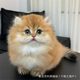 ��u���Lë���_؈���w؈���̳��۽�u�Ӽ��N��؈�̻���Ӣ��С��؈