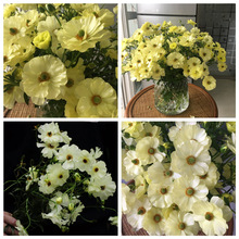 25年现货蝴蝶花毛茛种球-已催芽 洋牡丹球根阳台宿根花卉绿园花开