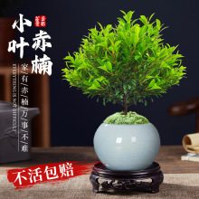 С�~����辰�Ϙ�ֲ���k���҃ȾGֲ�����̨���B��̴�����z�ľ