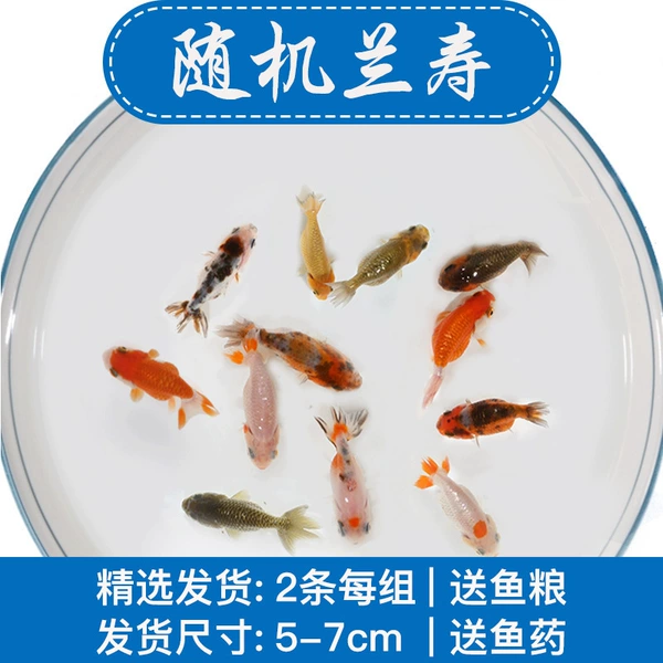 Green, 5-7cm