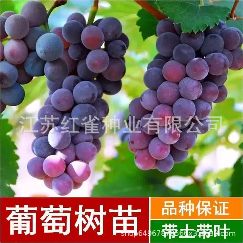 【Прямо с базы】Саженцы винограда Кёхо Лето Черный сапфир Солнечный свет Розово-красный Южные и северные саженцы фруктов.