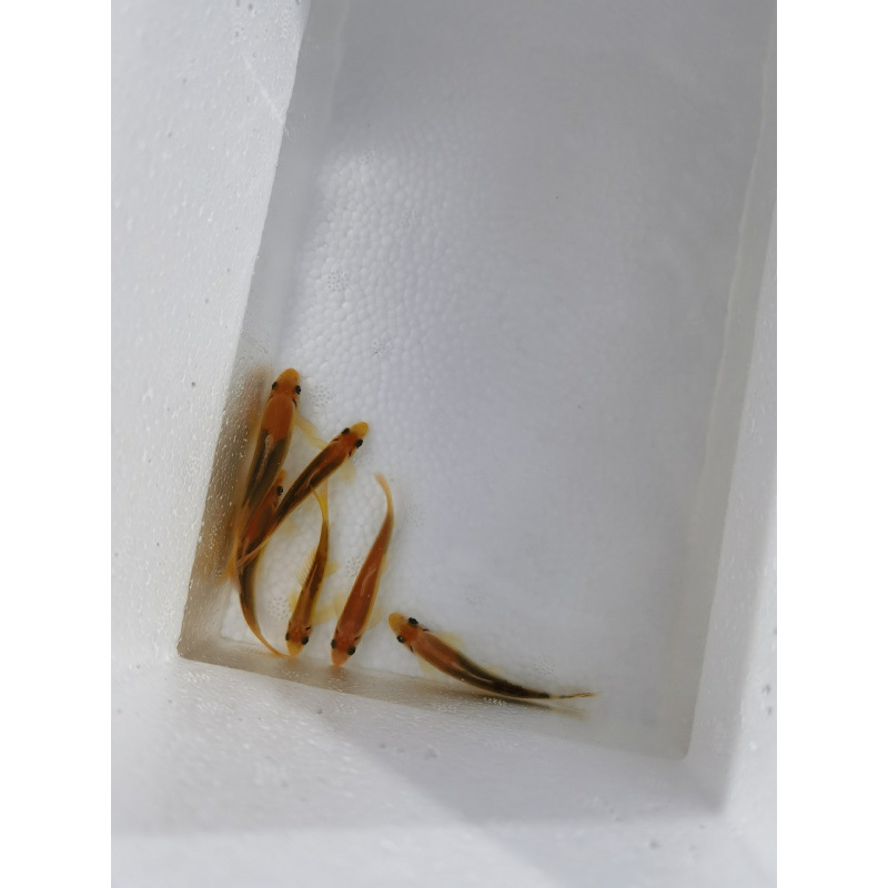 Peces limpiadores, musgo dorado, ratas, peces, ratas, herramientas de limpieza de acuarios, tres espadachines para comer musgo para eliminar algas, envío gratuito.