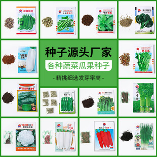 �ļ��߲˷N���㶹�������}�����ķN�ӻ����㶹���۲˷N�����l