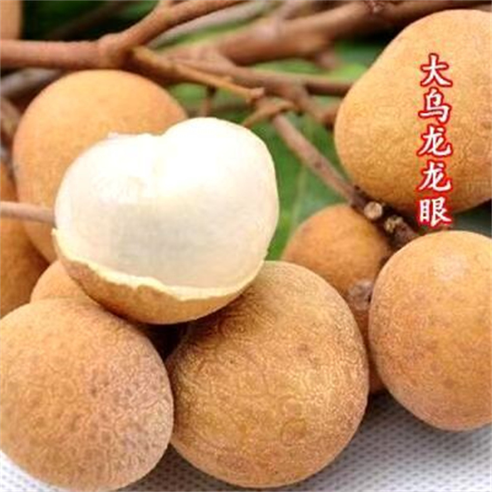 龙眼树苗石硖龙眼储良龙眼苗桂圆嫁接苗四季龙眼当年结果带泥带叶