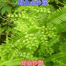 Ұ������ɳ�� ��ɳ�� ����ɳ�� �F��ާ 500�˸�Ʒ ��Ȼ��ɟo��ȡ