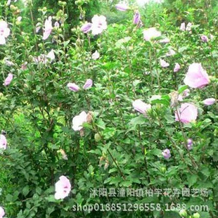 ľ�Ș��� �G��ľ��С���� �h���� ʳ��ľ���� �ذ�ľ��С�� ����
