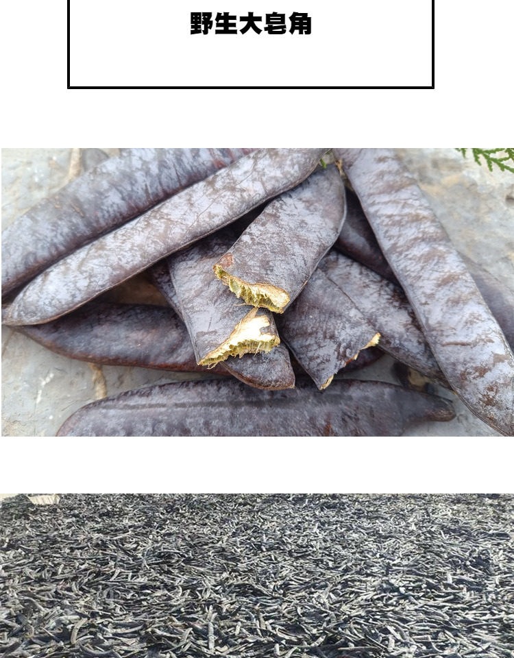 Wild Chinese Honey Locust Pods Zao Jiao Gleditsia sinensis Dried Broken Segments Natural Herbal Cleansing Hair Wash Raw Herb quality and texture
