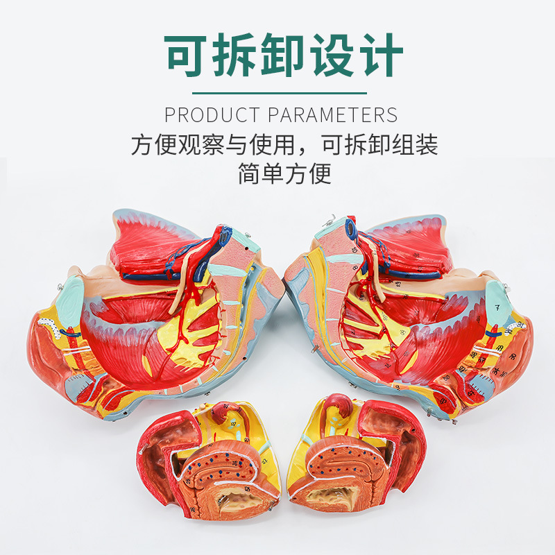 Ů�Թ��踽��׼�����Ѫ��ģ�� ��ǽ��ʹ�����ֳ���ʸ��Ƽ���