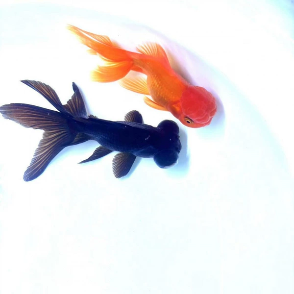 Red National Lion + Black Dragon Clear 8-10cm 1 piece each